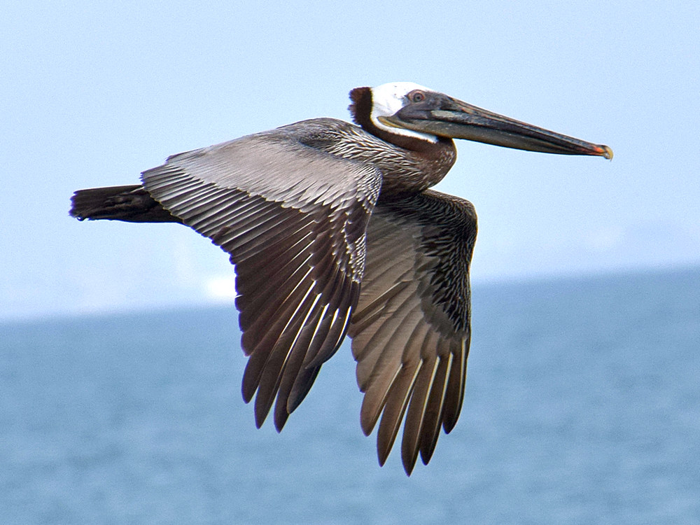 Pelican.jpg