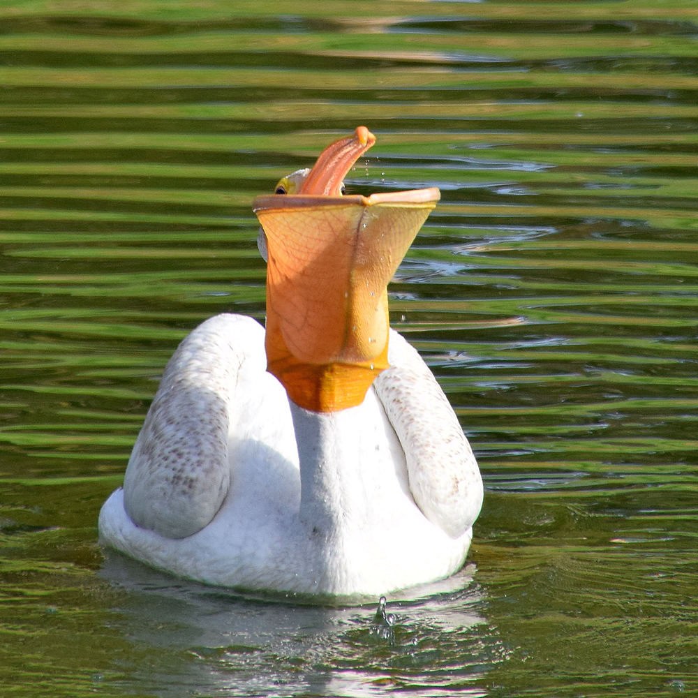 Pelican.jpg