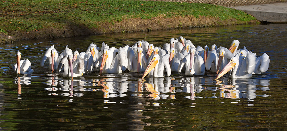 Pelican.jpg