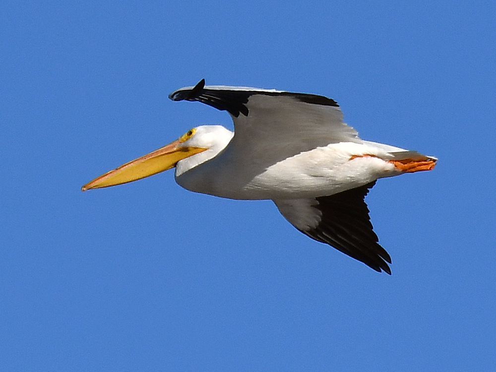 Pelican.jpg