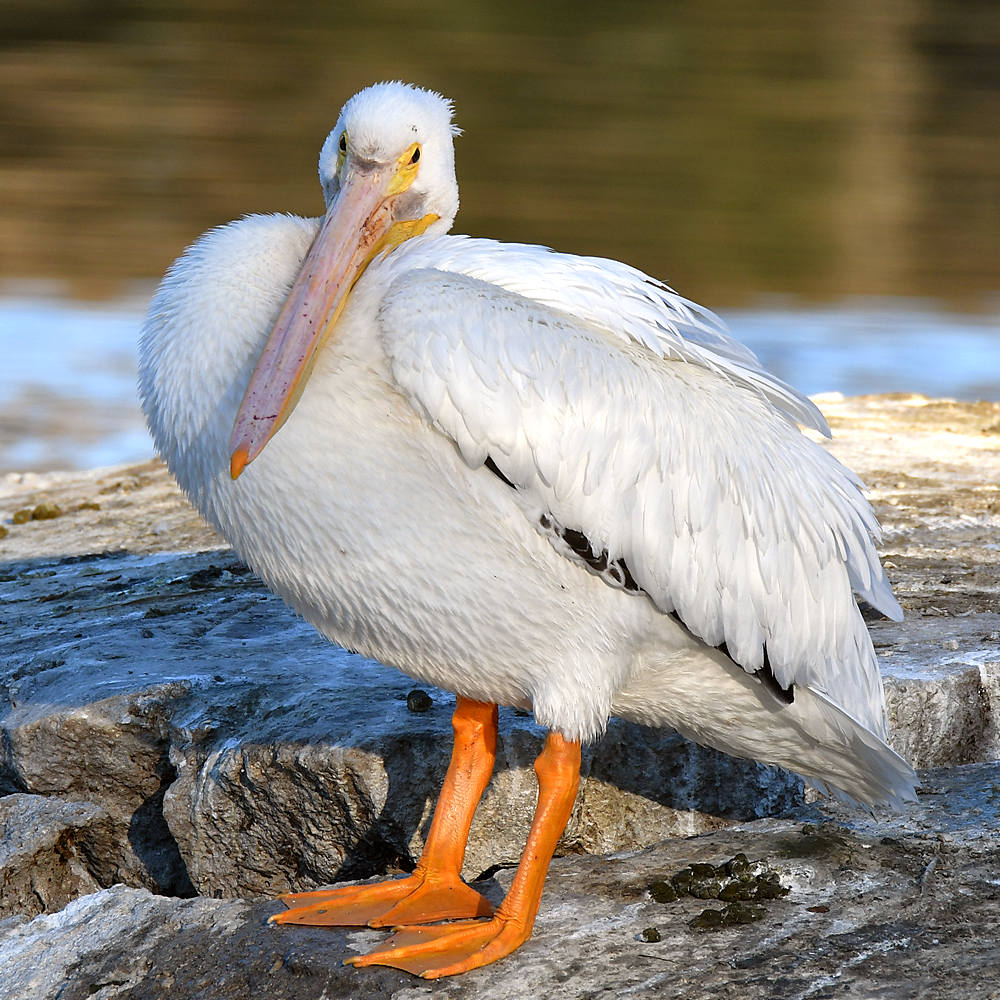 Pelican.jpg