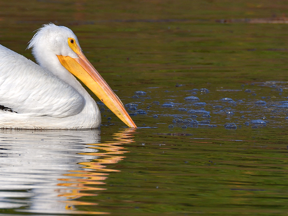 Pelican.jpg