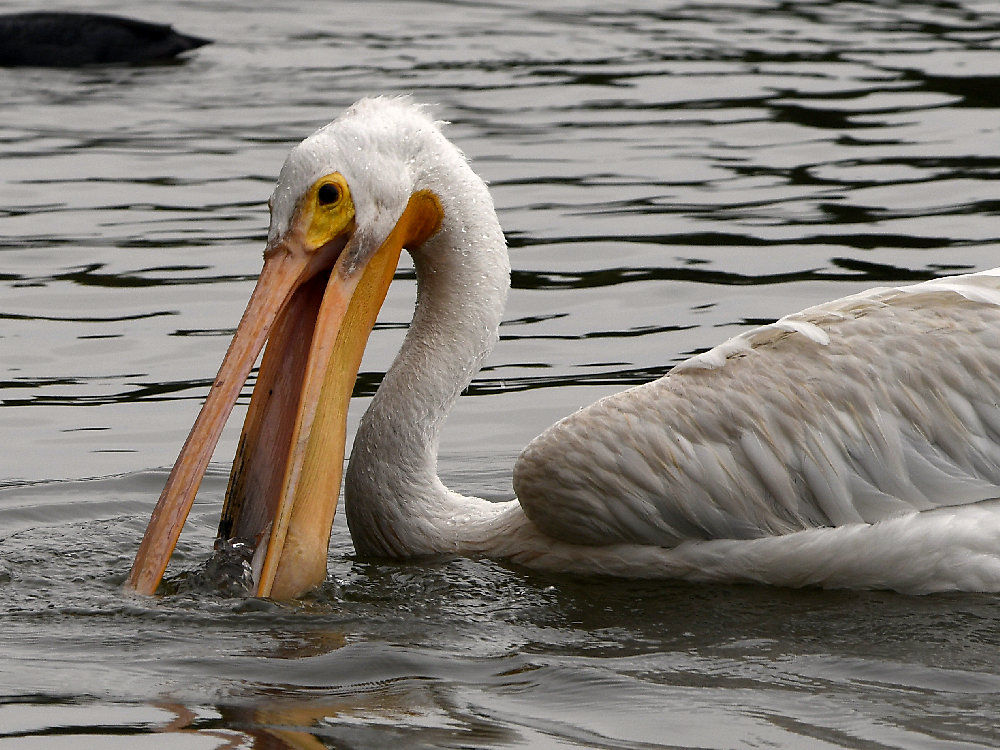 Pelican.jpg