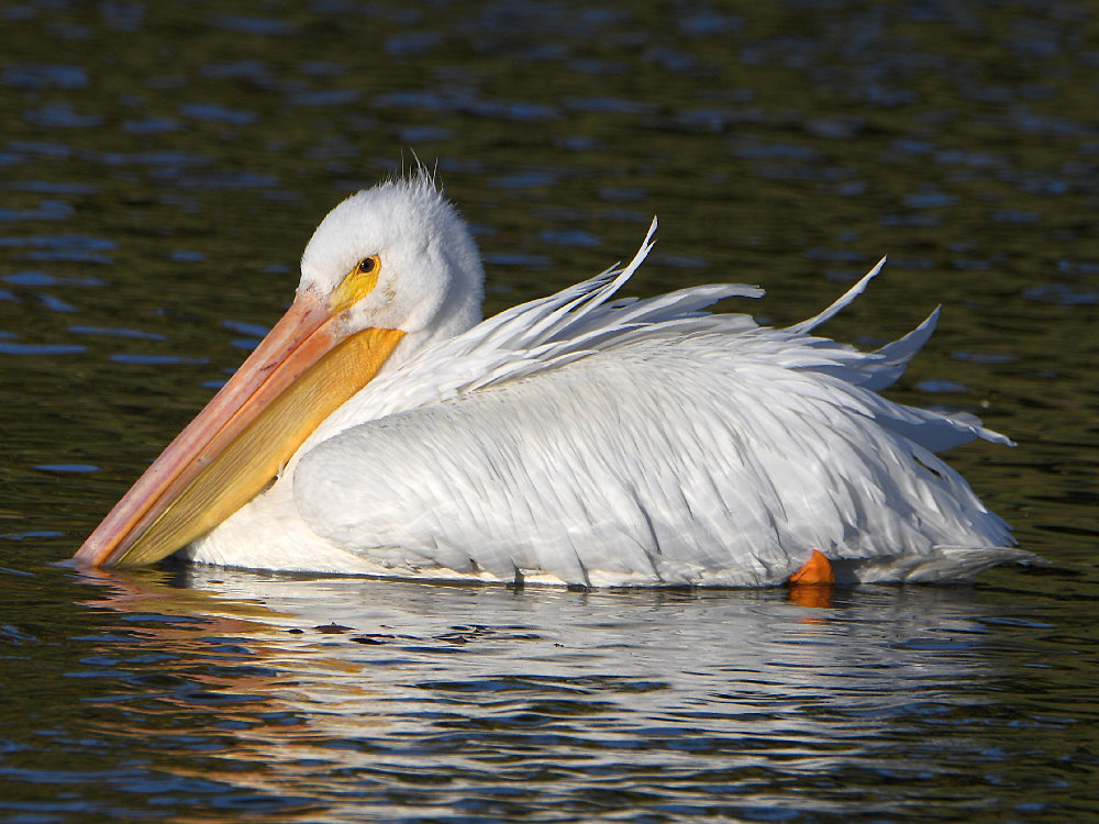 Pelican.jpg