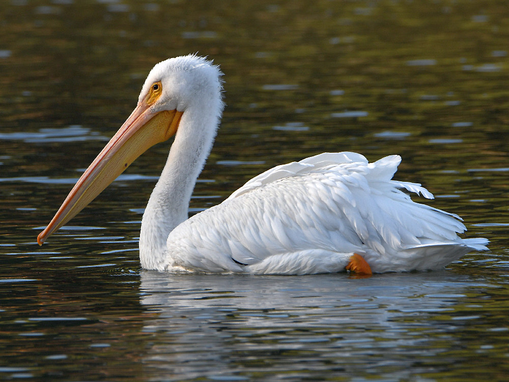 Pelican.jpg