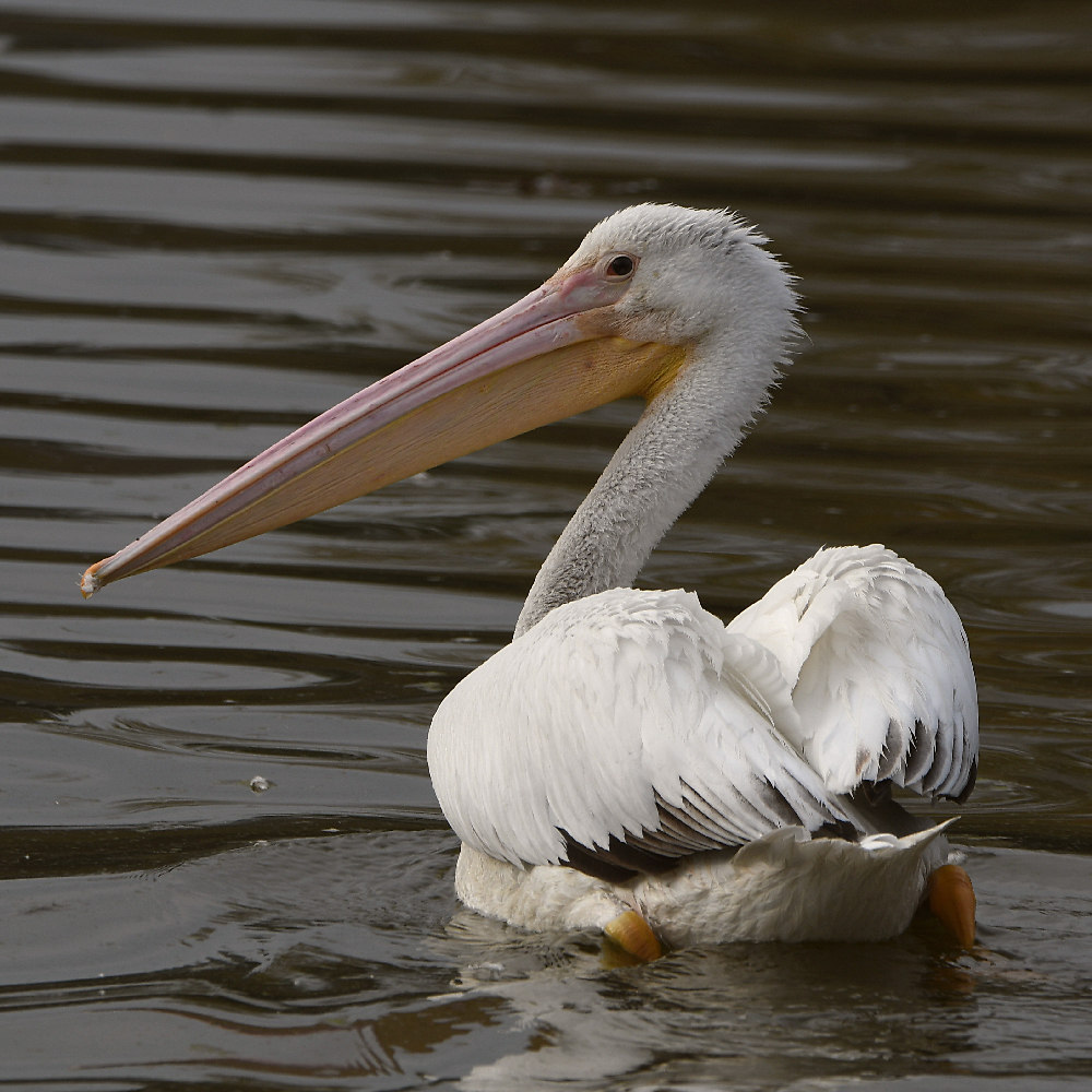 Pelican.jpg