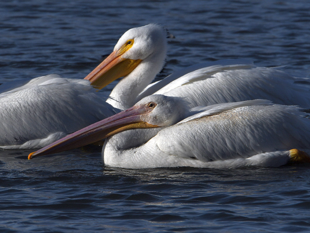 Pelican.jpg
