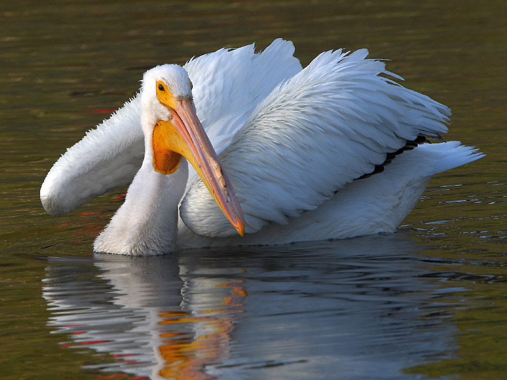 Pelican.jpg
