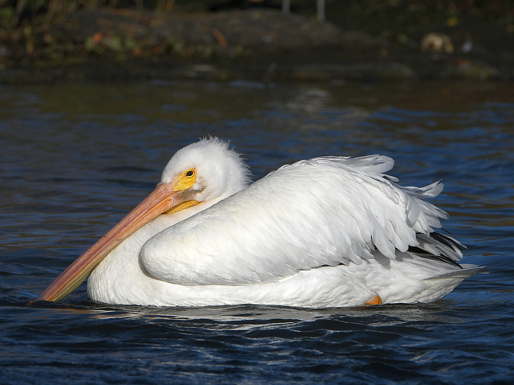 Pelican.jpg