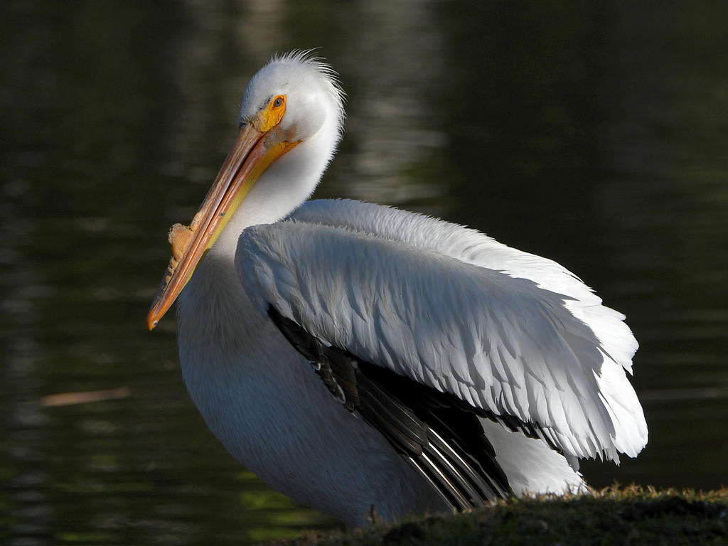 Pelican.jpg