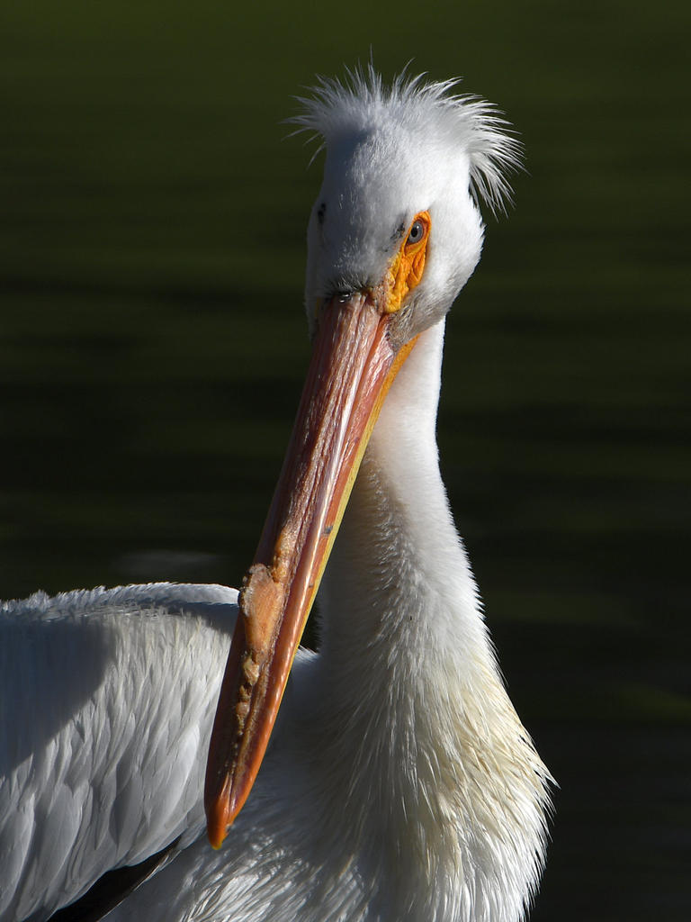 Pelican.jpg
