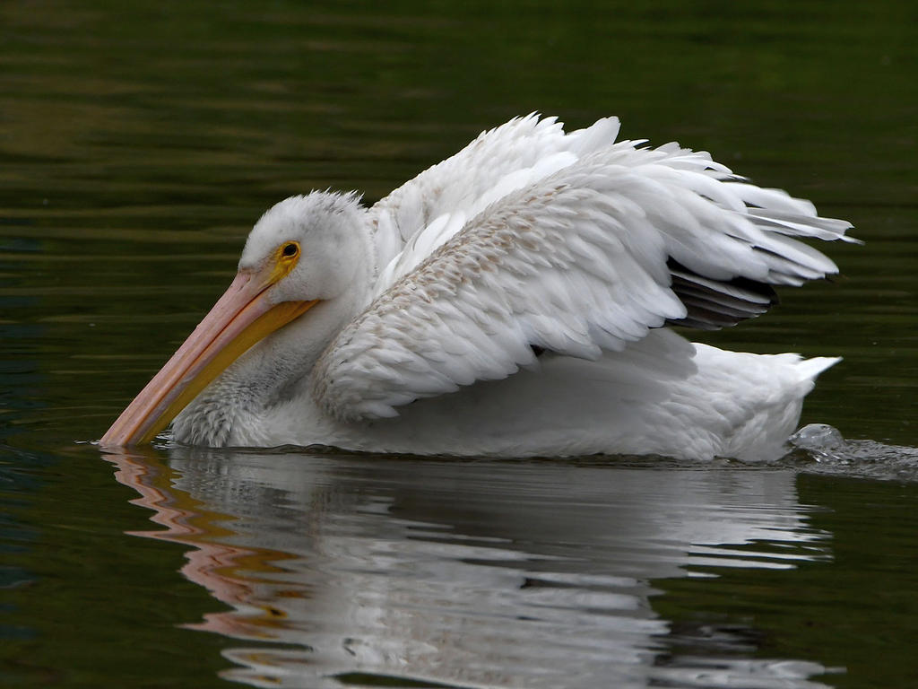 Pelican.jpg