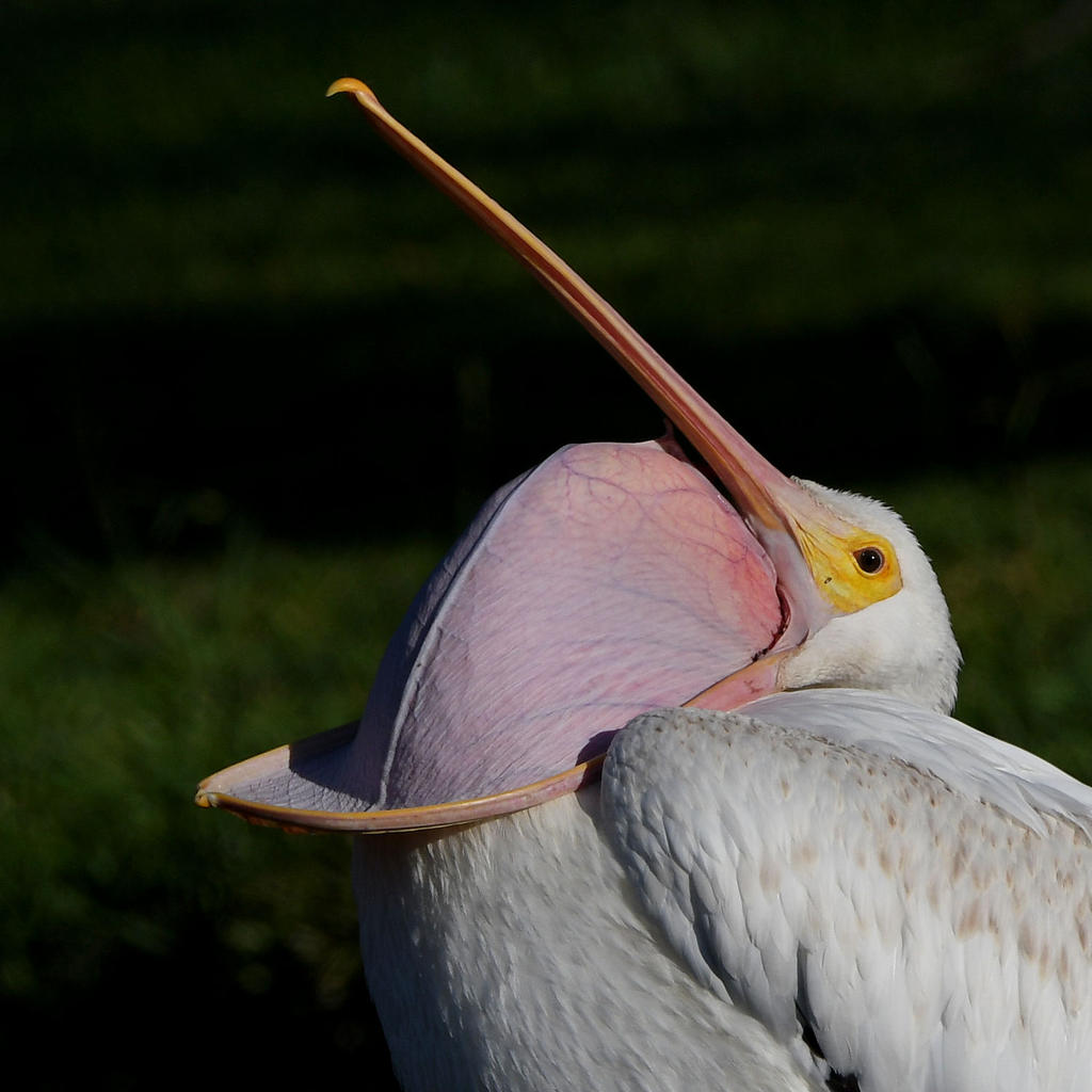 Pelican.jpg