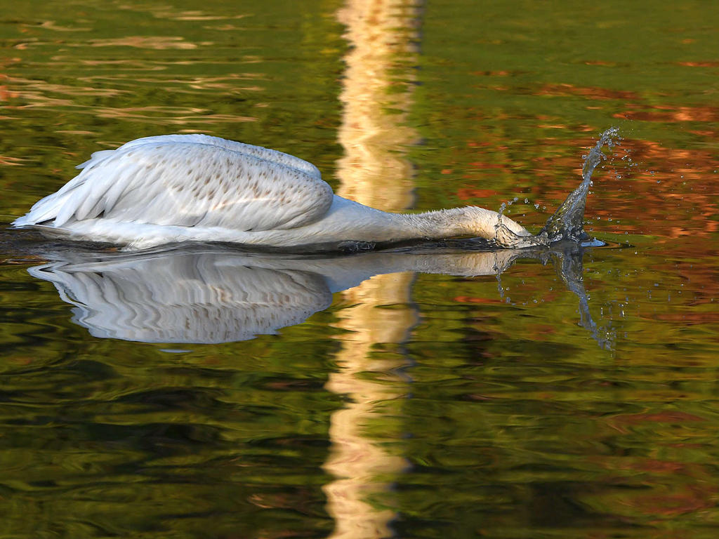 Pelican.jpg