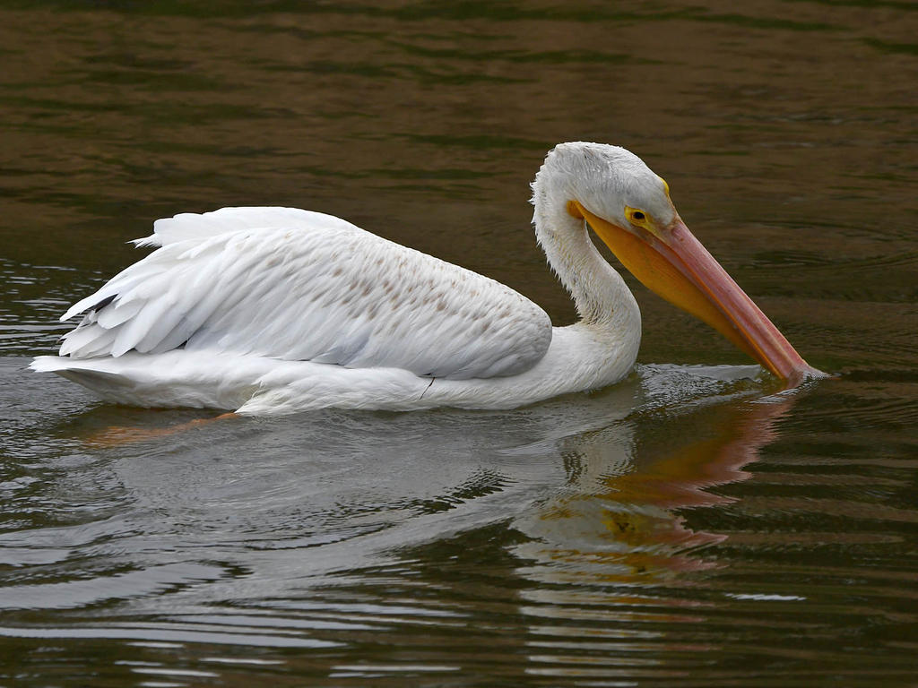 Pelican.jpg