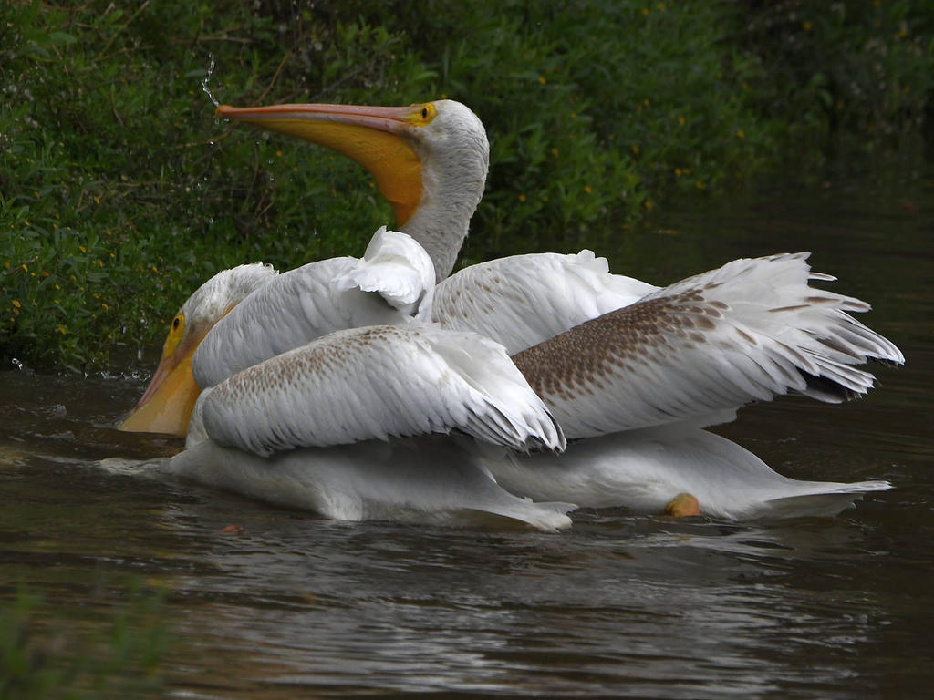 Pelican.jpg