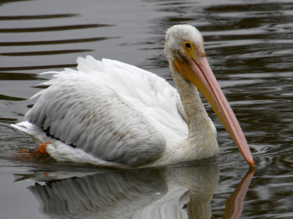 Pelican.jpg