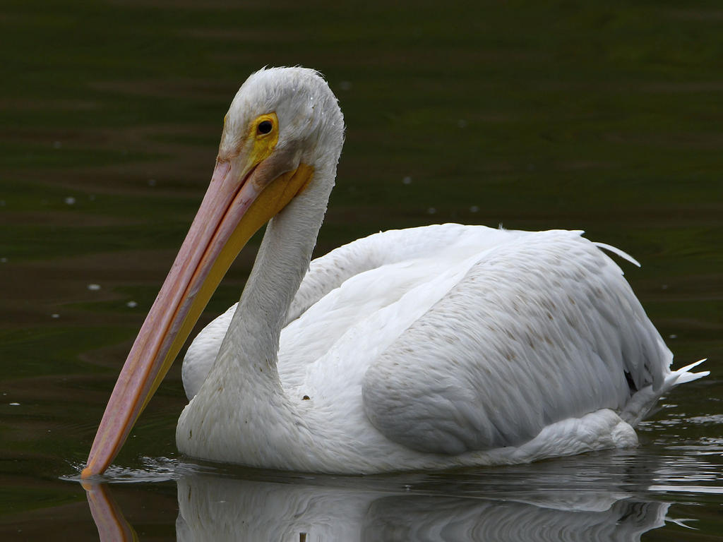 Pelican.jpg