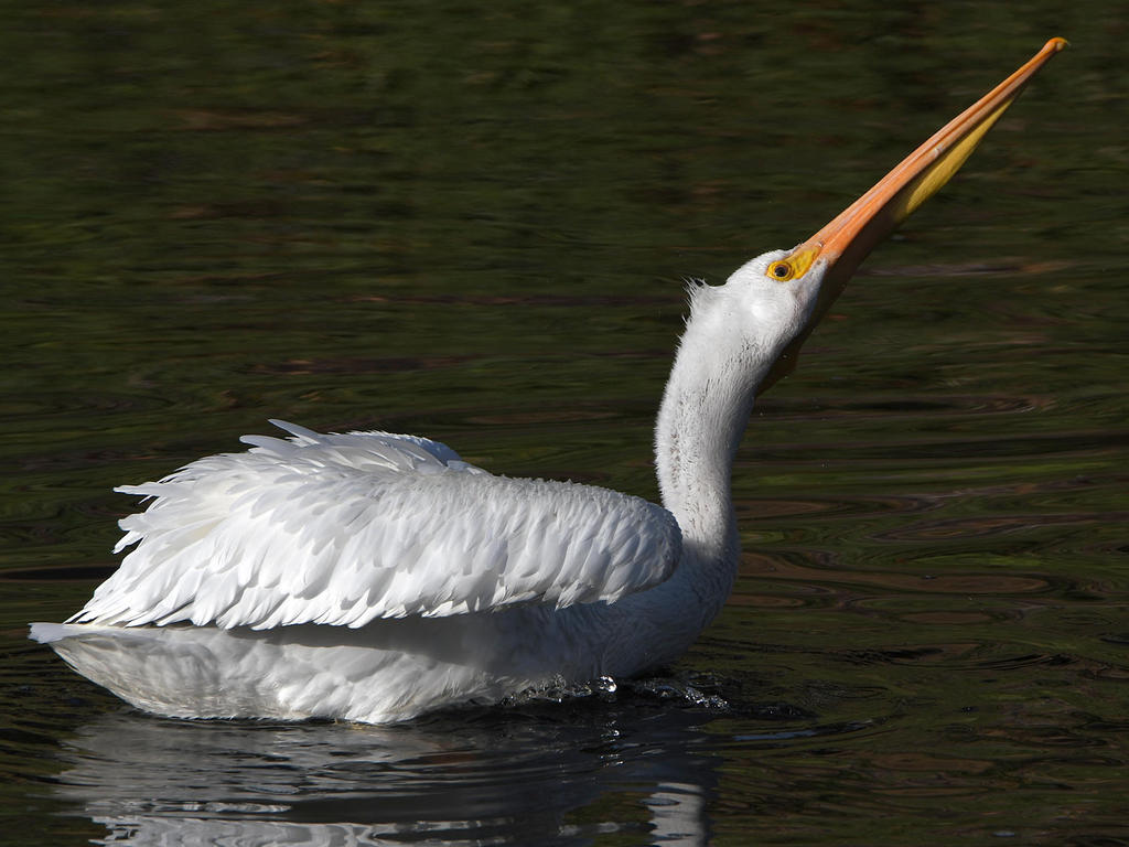 Pelican.jpg