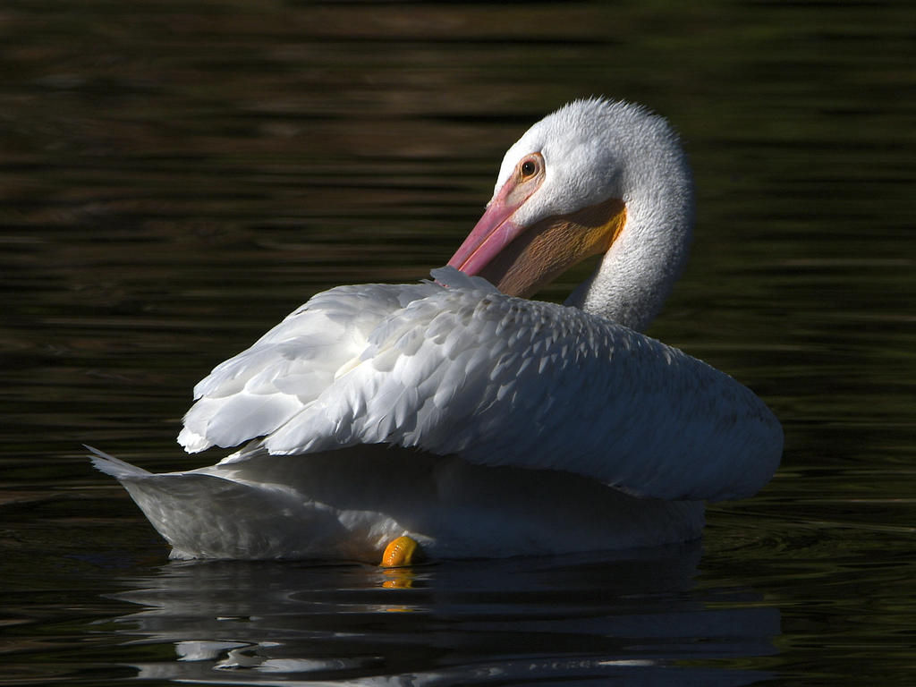 Pelican.jpg