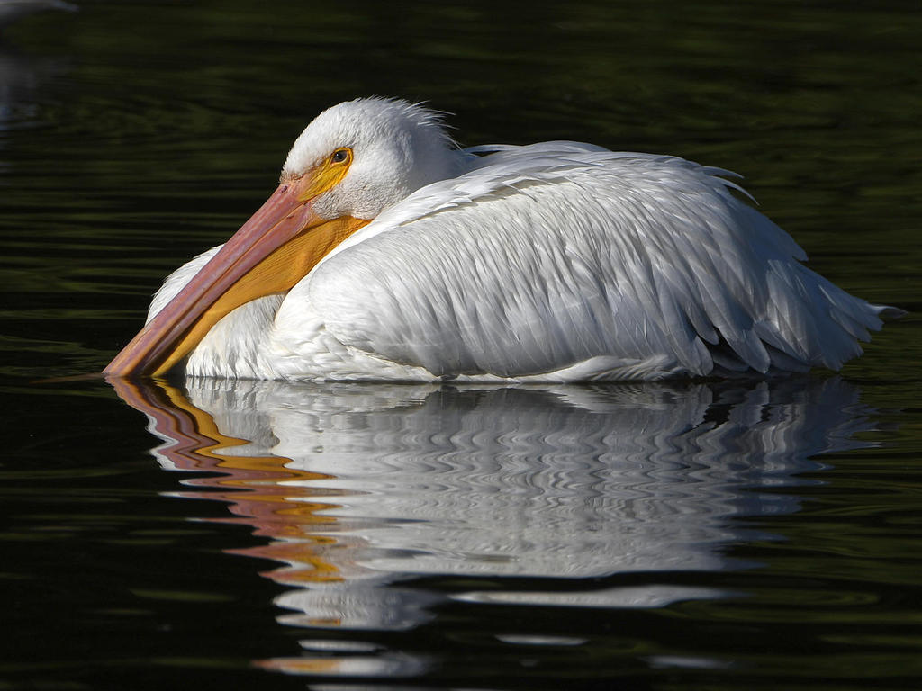 Pelican.jpg