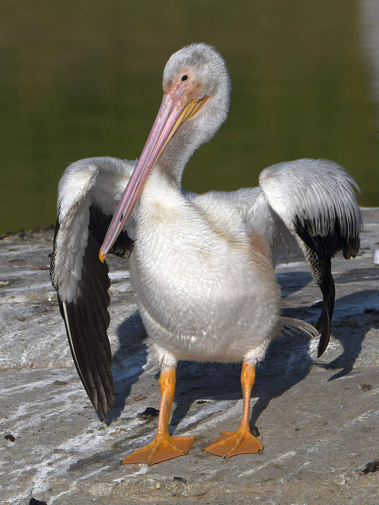 Pelican.jpg