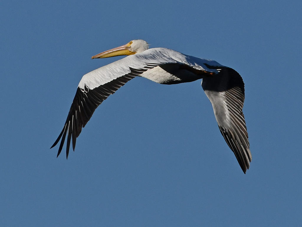 Pelican.jpg