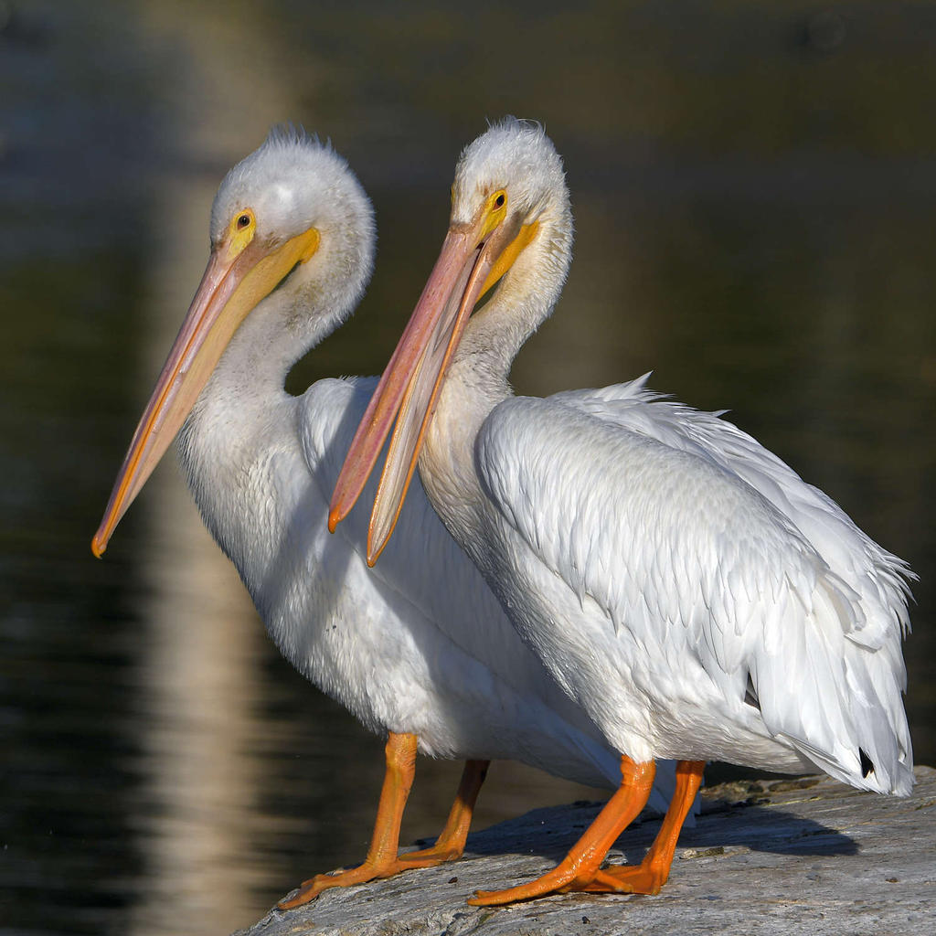 Pelican.jpg