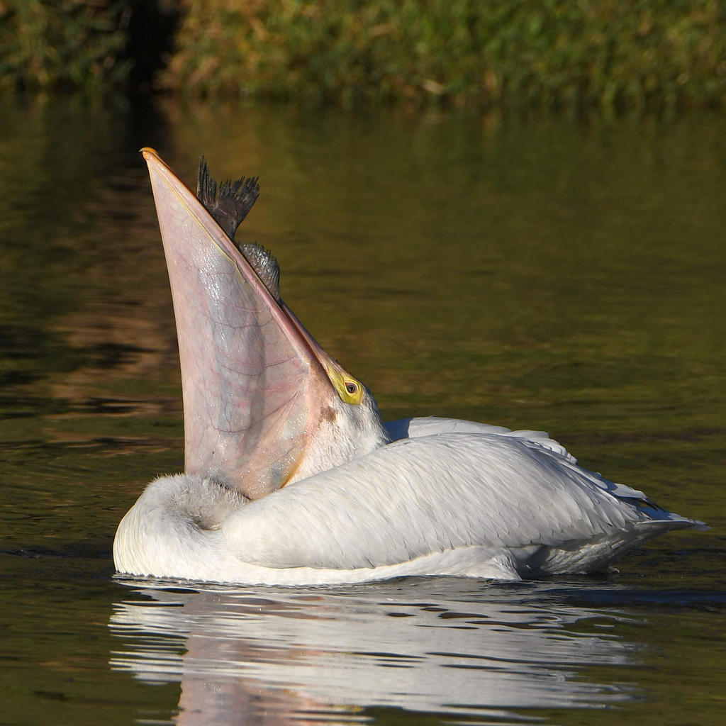 Pelican.jpg