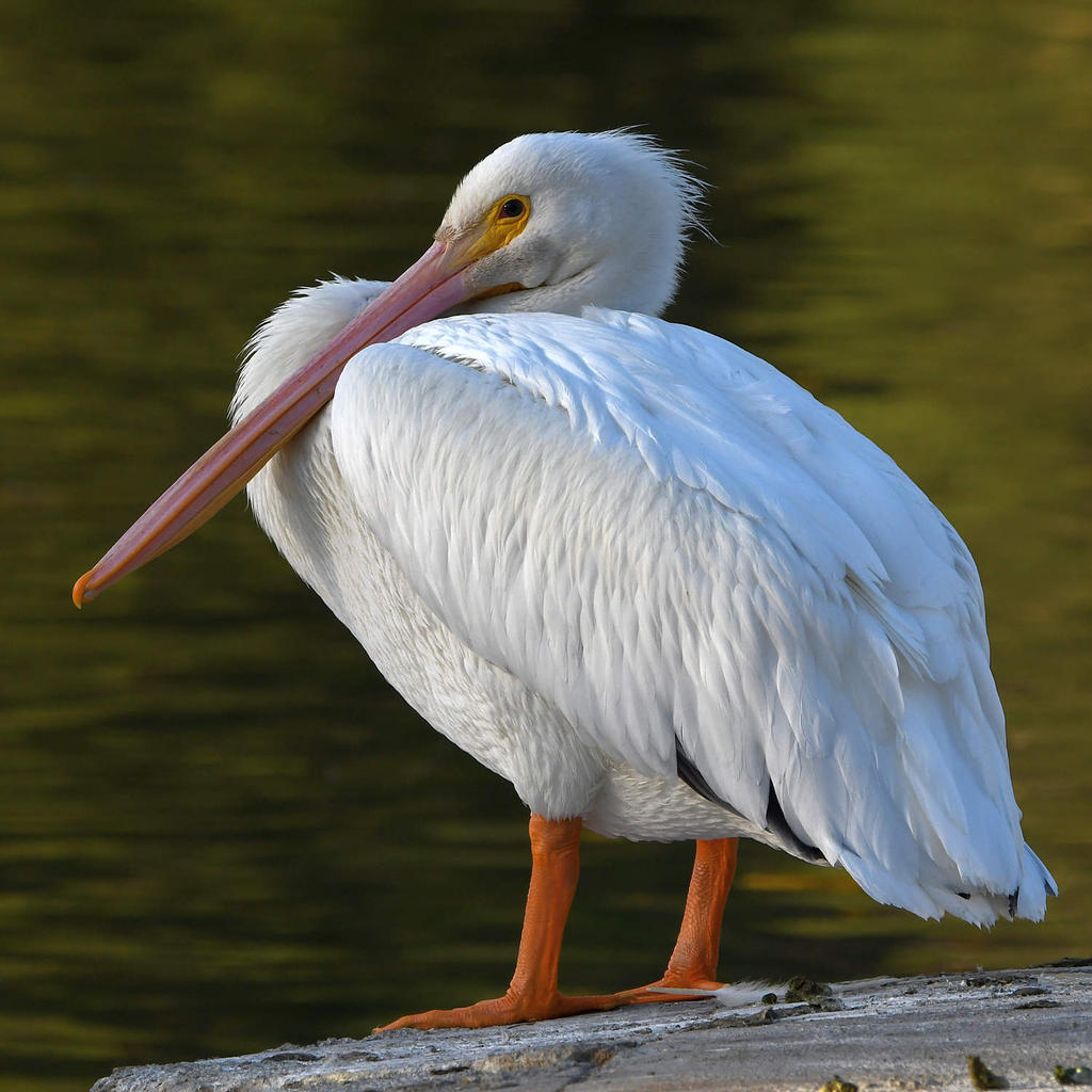 Pelican.jpg