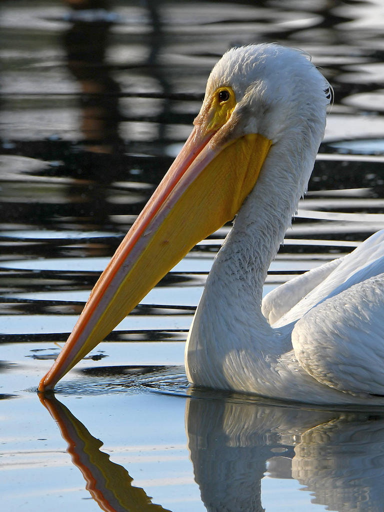 Pelican.jpg
