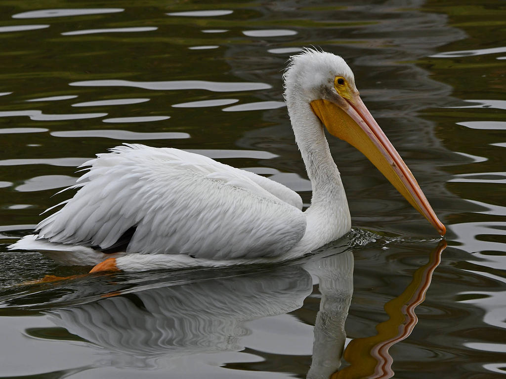 Pelican.jpg