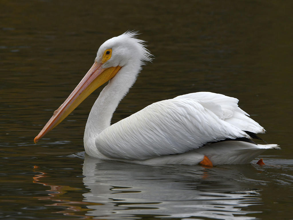 Pelican.jpg