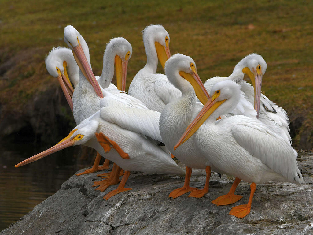 Pelican.jpg