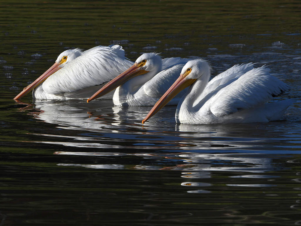 Pelican.jpg