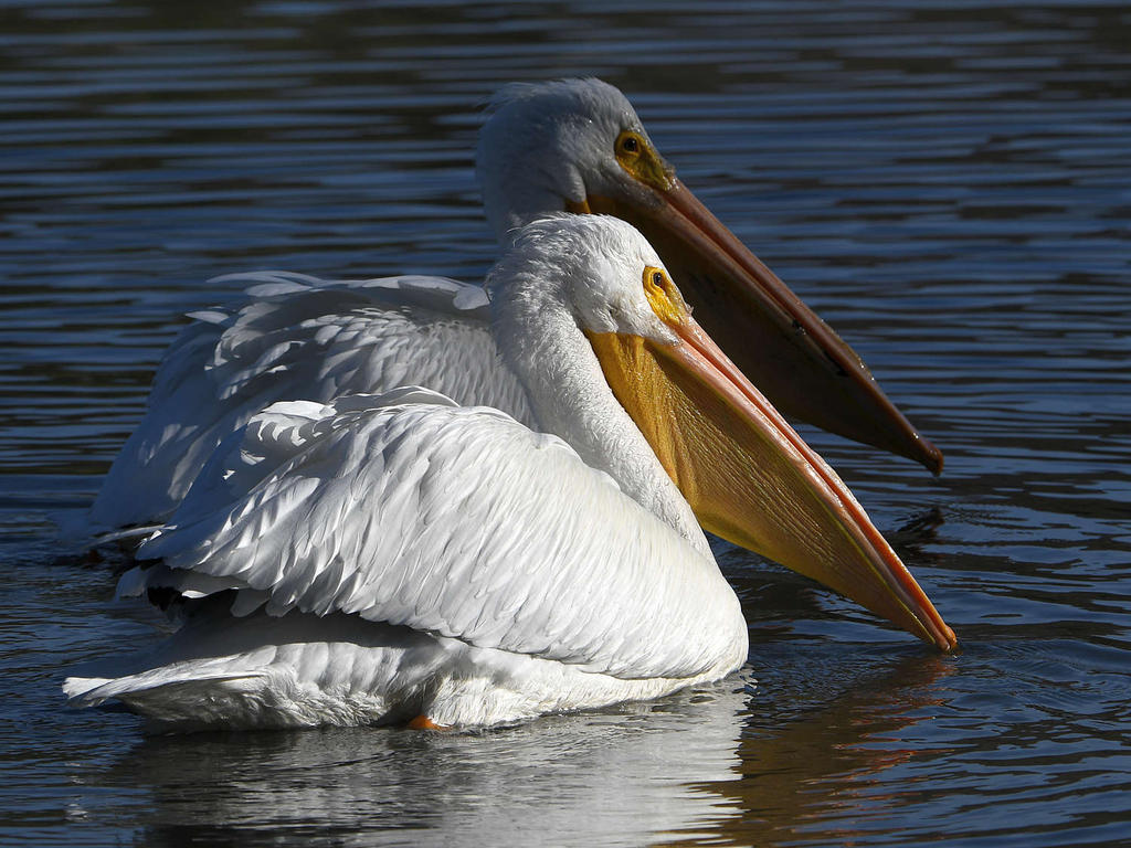 Pelican.jpg