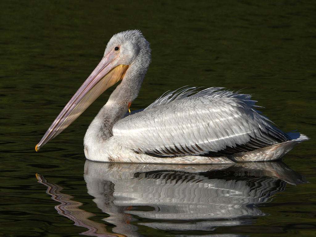 Pelican.jpg