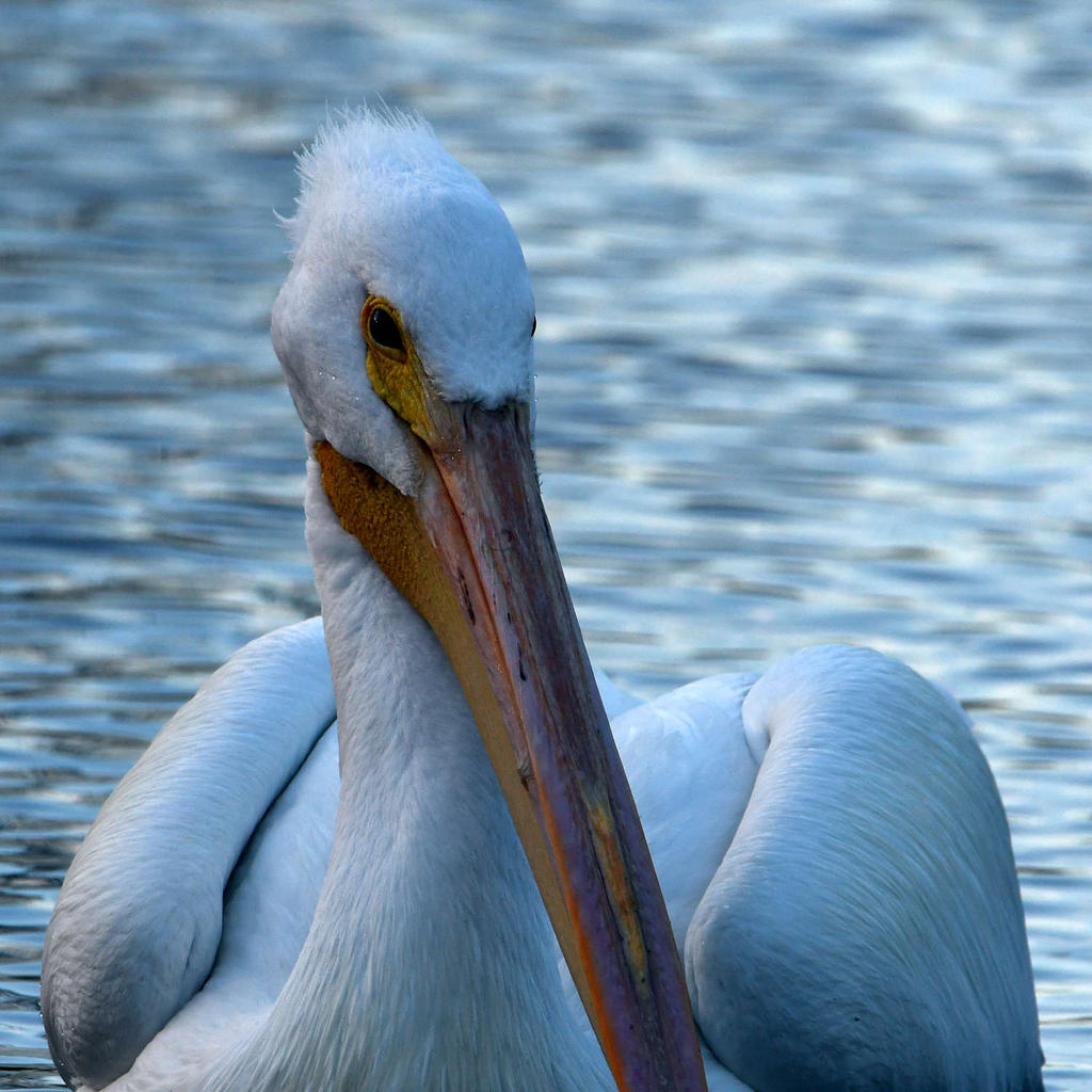 Pelican.jpg