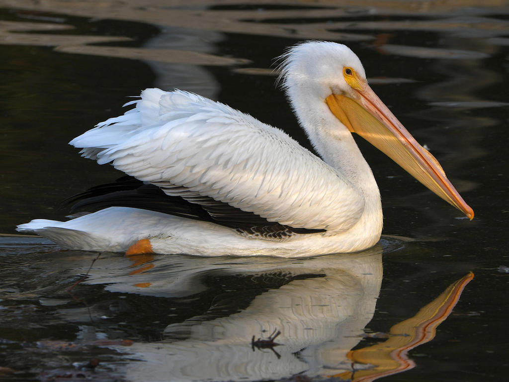 Pelican.jpg