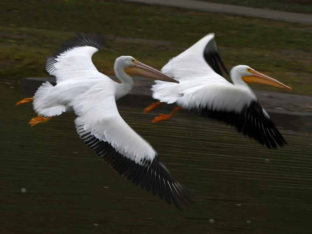 Pelican.jpg