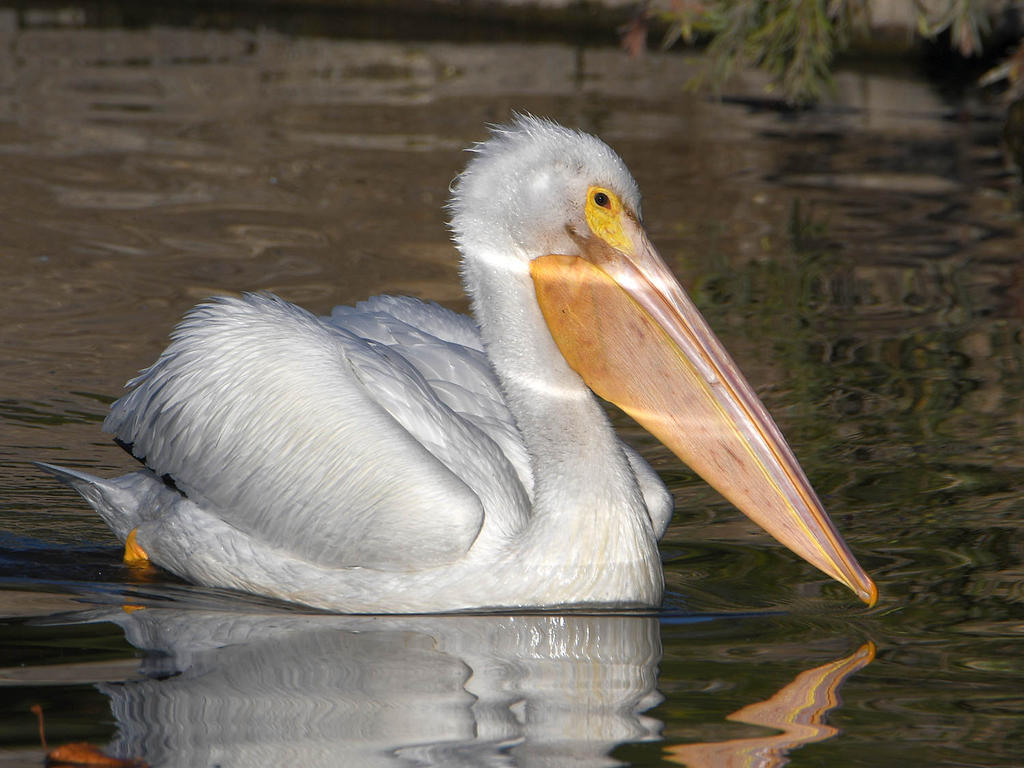 Pelican.jpg