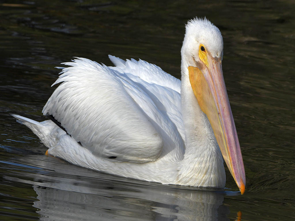Pelican.jpg