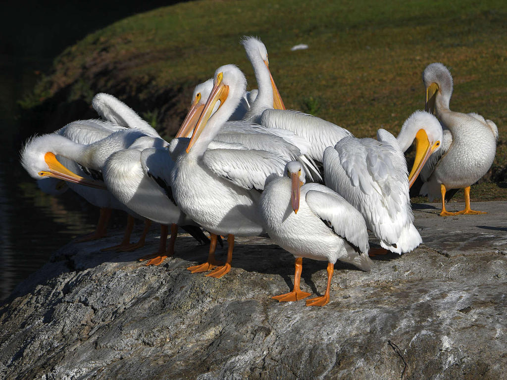Pelican.jpg