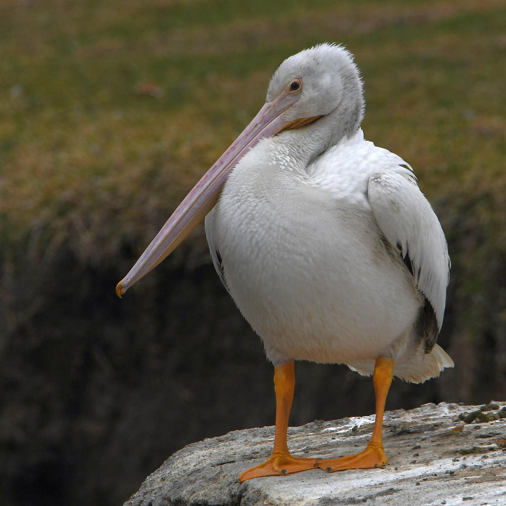 Pelican.jpg