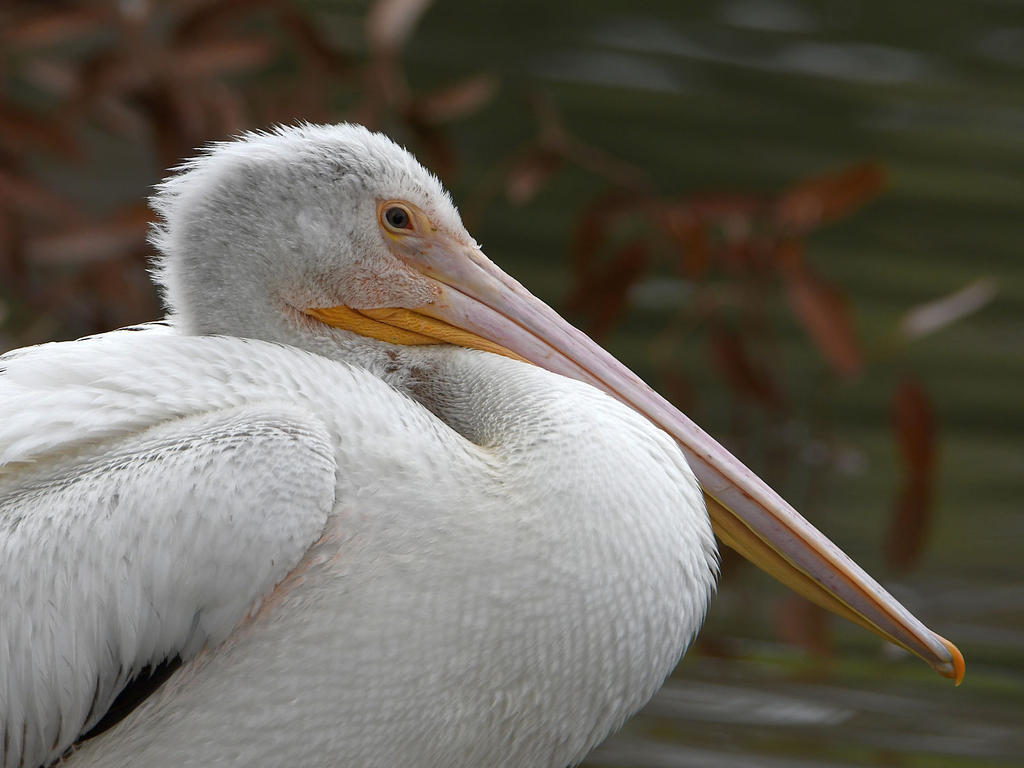 Pelican.jpg