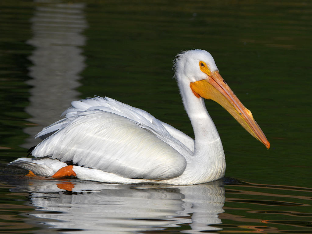 Pelican.jpg