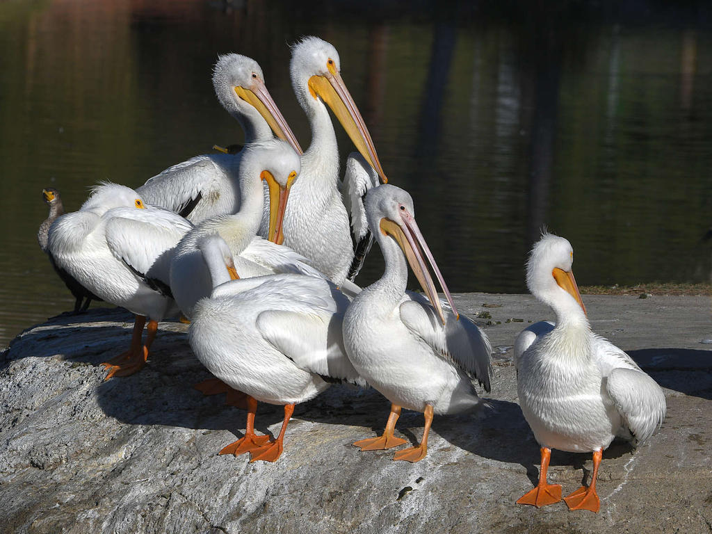 Pelican.jpg