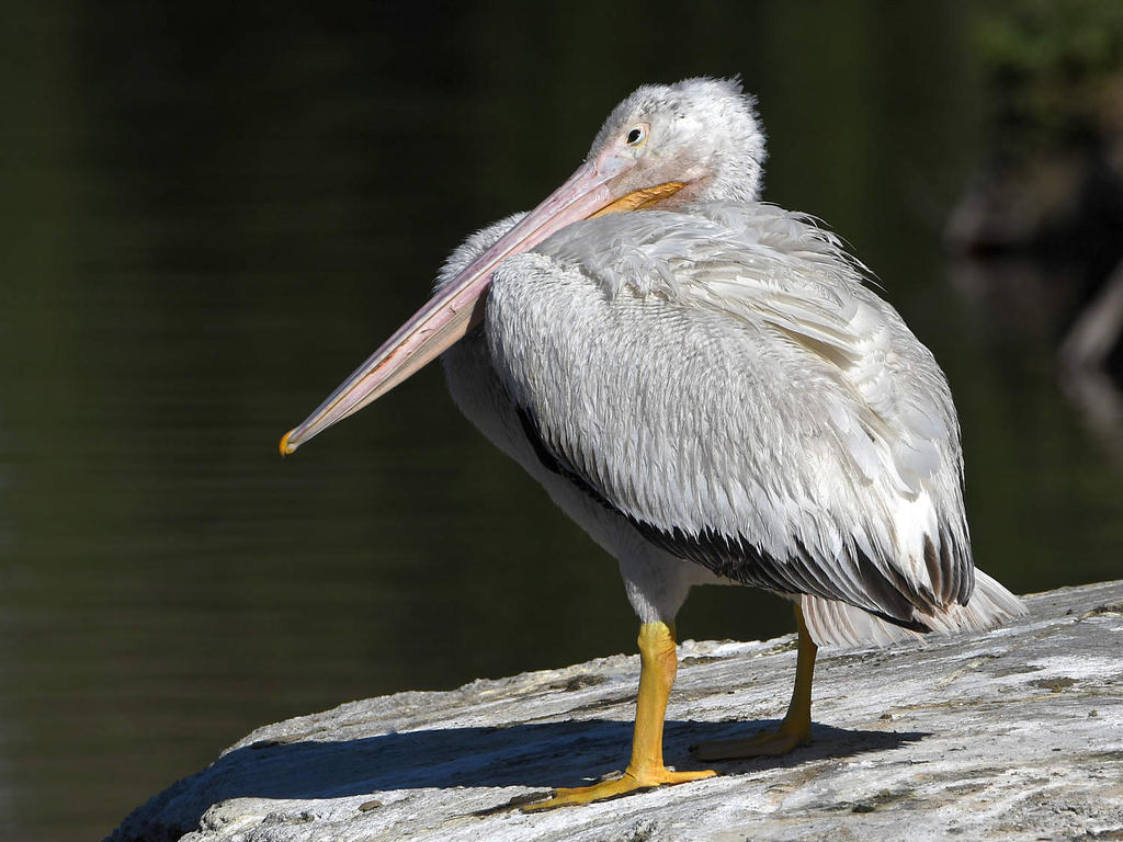 Pelican.jpg
