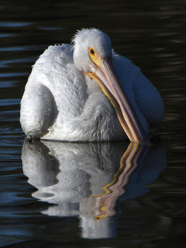 Pelican.jpg