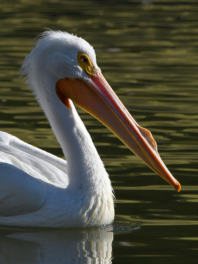 Pelican.jpg